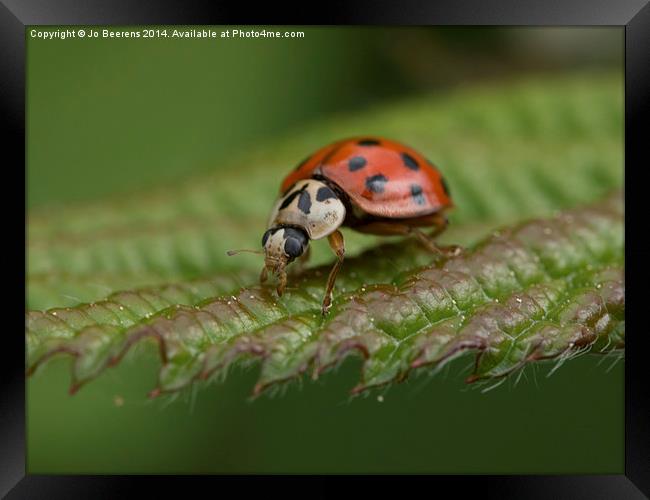 ladybug on leaf Framed Print by Jo Beerens