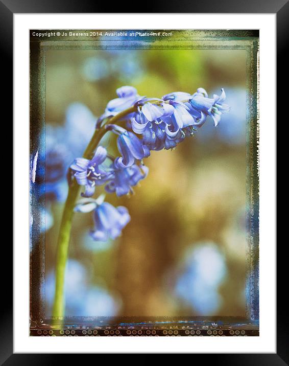 bluebell flower macro Framed Mounted Print by Jo Beerens