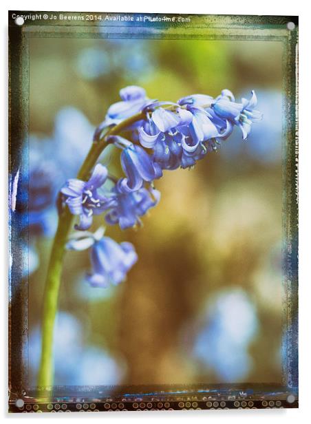 bluebell flower macro Acrylic by Jo Beerens