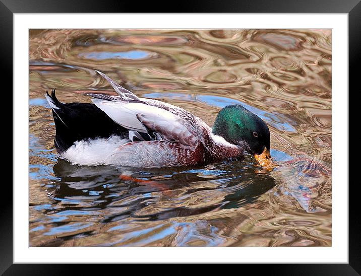 A Mallard and Pond Patterns Framed Mounted Print by Jacqueline Burrell
