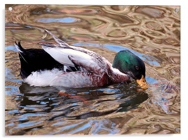 A Mallard and Pond Patterns Acrylic by Jacqueline Burrell