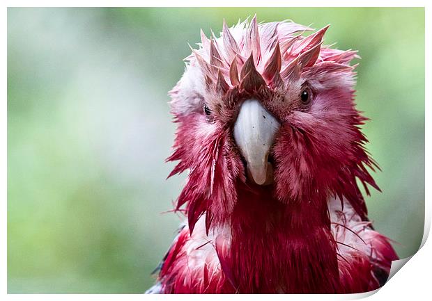 Wet galah Print by Sheila Smart