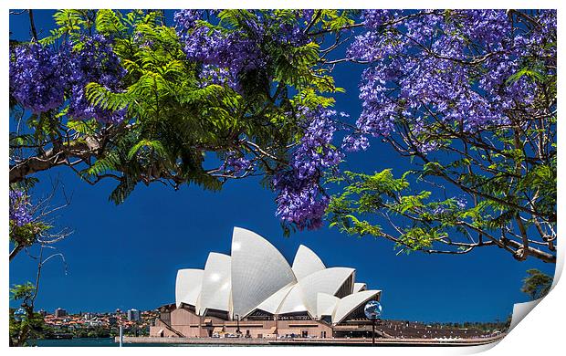 Jacaranda spring Print by Sheila Smart