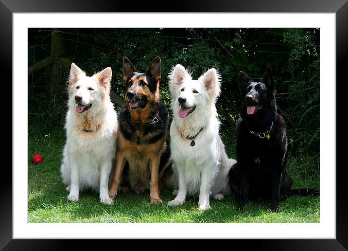 German Shepherds Framed Mounted Print by Debbie Mcilroy