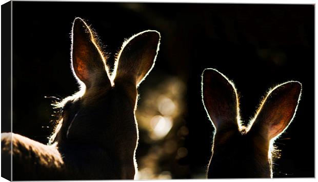 Kangaroos backlit Canvas Print by Sheila Smart