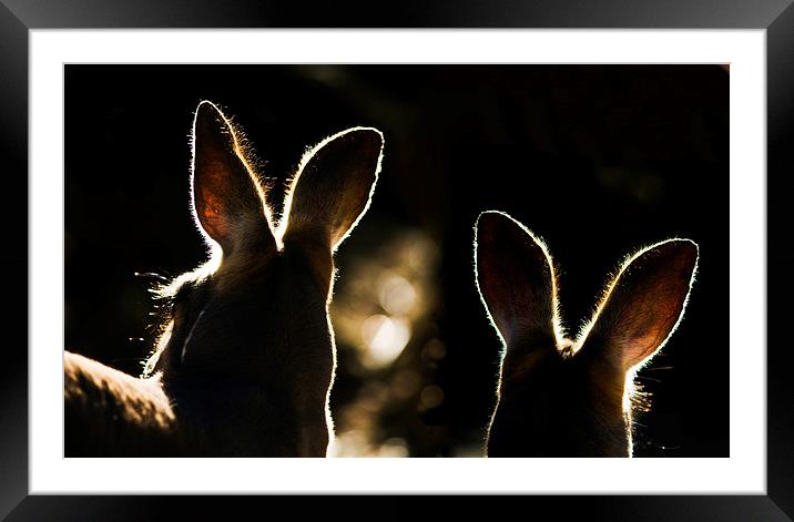 Kangaroos backlit Framed Mounted Print by Sheila Smart