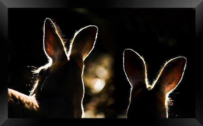 Kangaroos backlit Framed Print by Sheila Smart