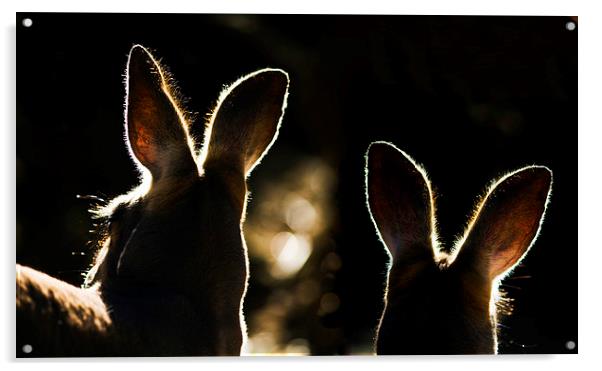 Kangaroos backlit Acrylic by Sheila Smart