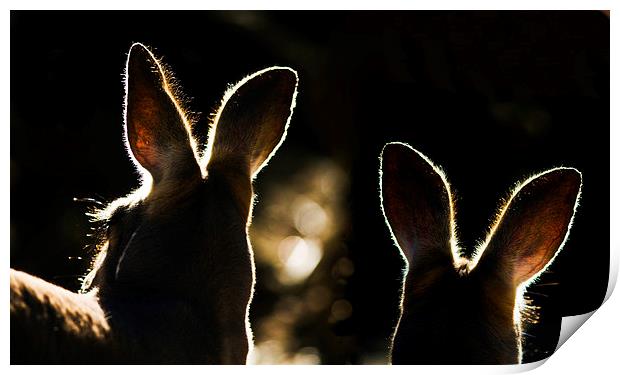 Kangaroos backlit Print by Sheila Smart
