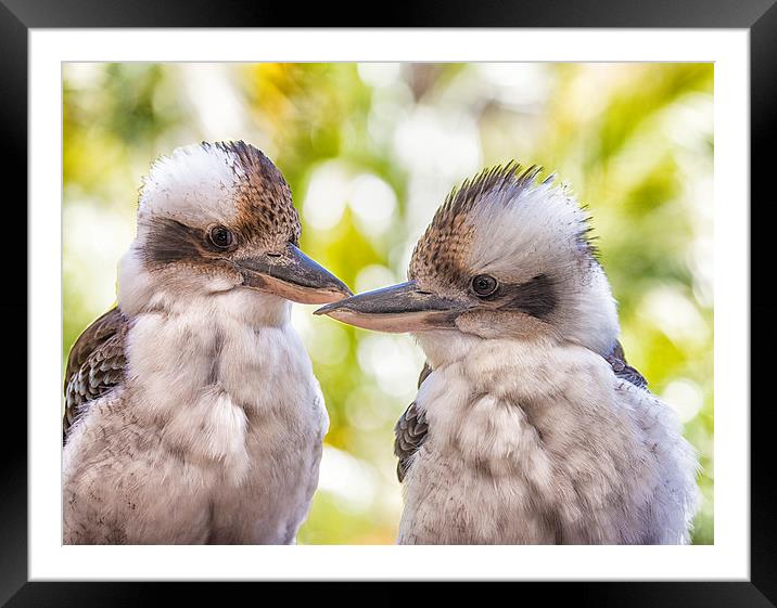 Kookaburra pair Framed Mounted Print by Sheila Smart