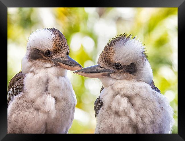 Kookaburra pair Framed Print by Sheila Smart