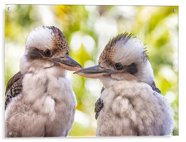 Kookaburra pair Acrylic by Sheila Smart