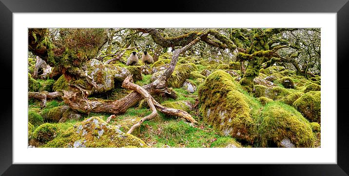 Ancient gnarled and stunted oak tree trunks growin Framed Mounted Print by Helen Hotson