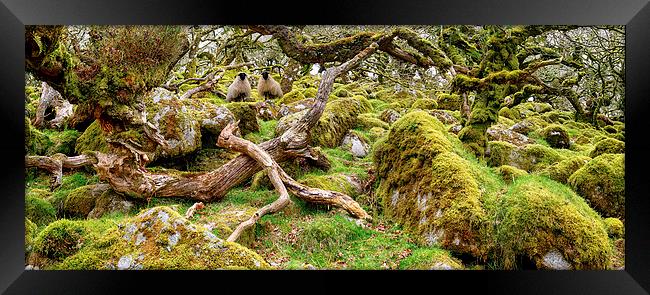 Ancient gnarled and stunted oak tree trunks growin Framed Print by Helen Hotson