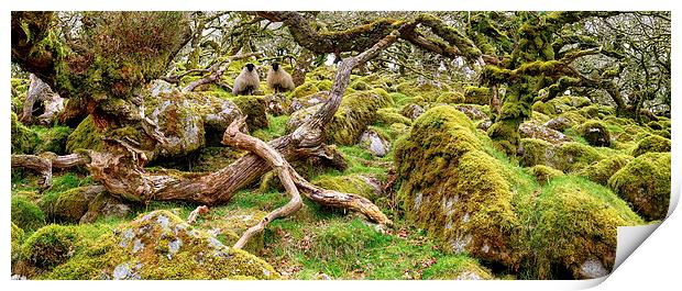 Ancient gnarled and stunted oak tree trunks growin Print by Helen Hotson