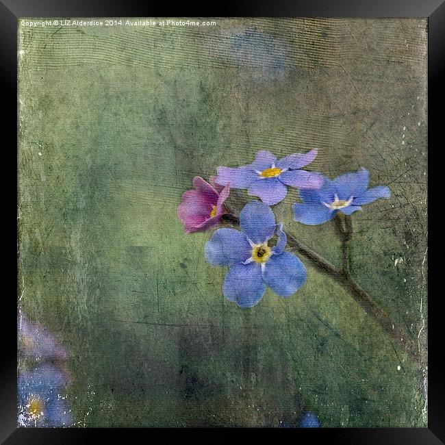 Forget-Me-Not Framed Print by LIZ Alderdice