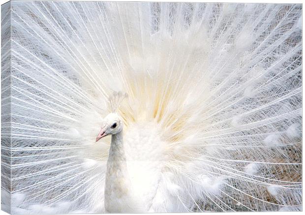 Majestic White Peacock Canvas Print by Jacqueline Burrell