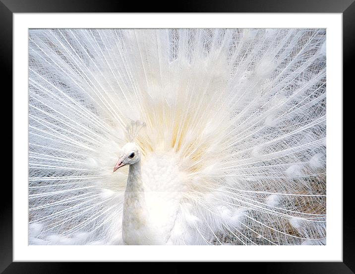 Majestic White Peacock Framed Mounted Print by Jacqueline Burrell
