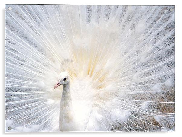 Majestic White Peacock Acrylic by Jacqueline Burrell