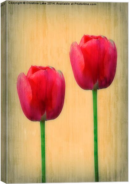 Spring Tulips Canvas Print by Christine Lake