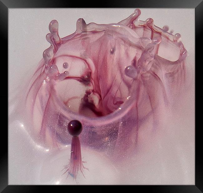 Pink Organism Framed Print by Iain Mavin
