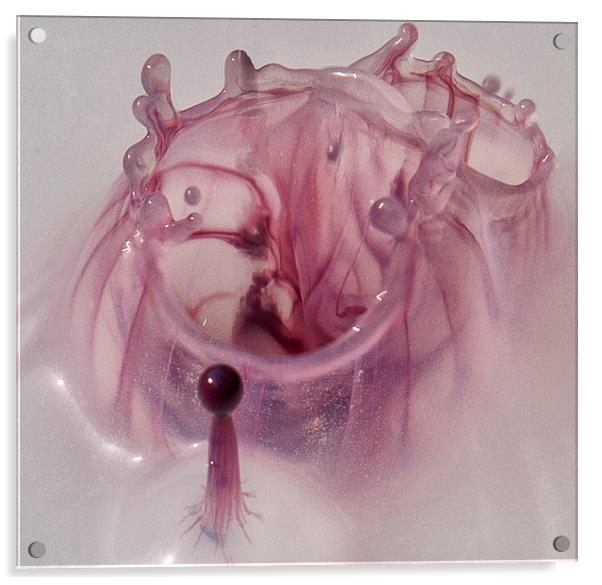 Pink Organism Acrylic by Iain Mavin