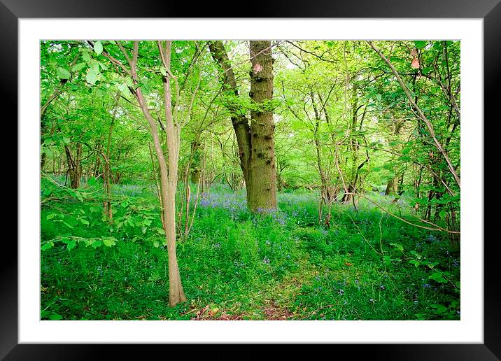 Bluebells Framed Mounted Print by carin severn