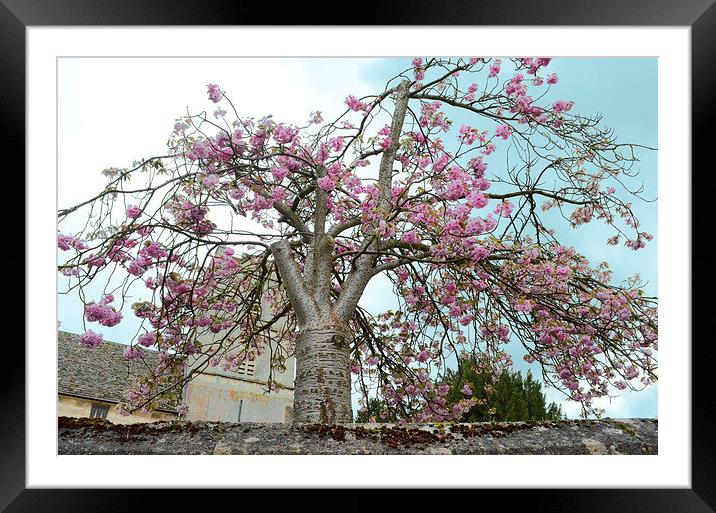 Blossom Tree Framed Mounted Print by Gemma Shipley