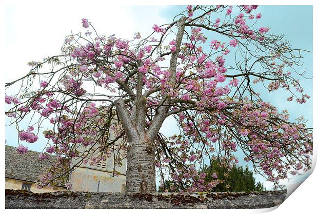 Blossom Tree Print by Gemma Shipley