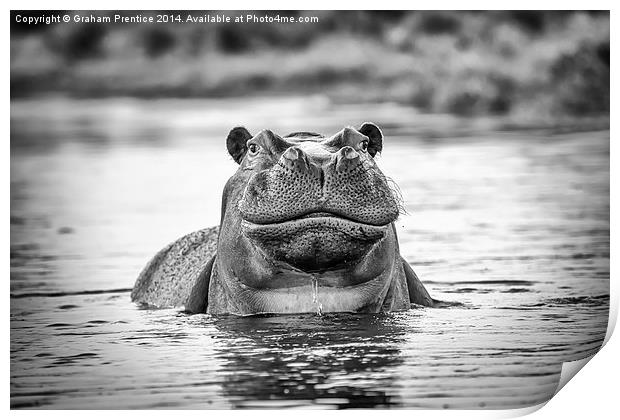 Hippo Print by Graham Prentice