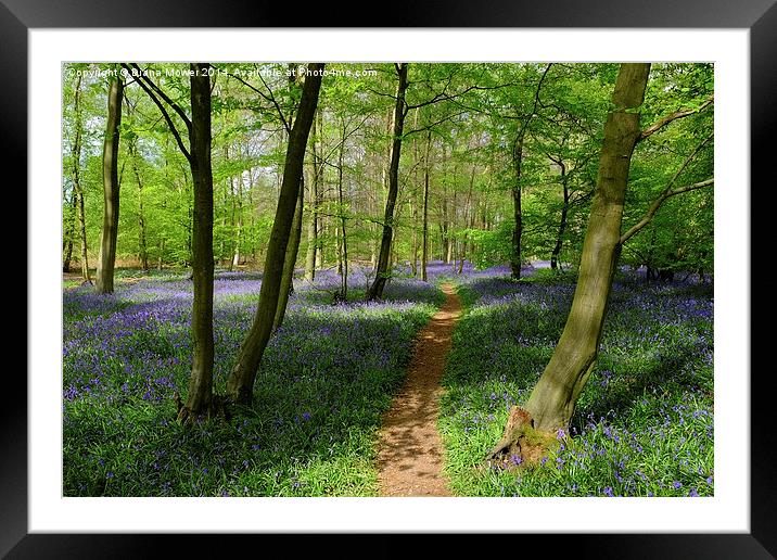 Bluebell Wood Framed Mounted Print by Diana Mower