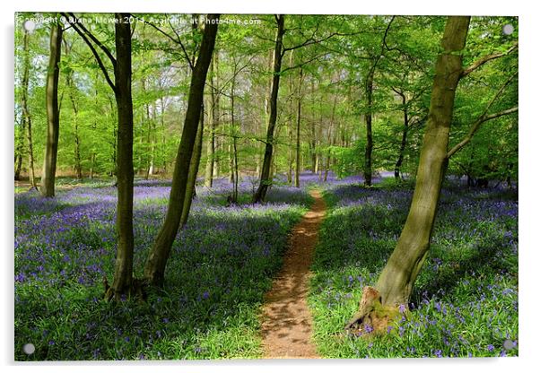 Bluebell Wood Acrylic by Diana Mower