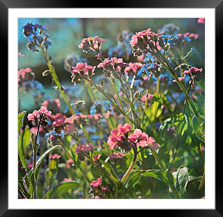 Coloured Forget-Me-Nots Framed Mounted Print by Rosanna Zavanaiu