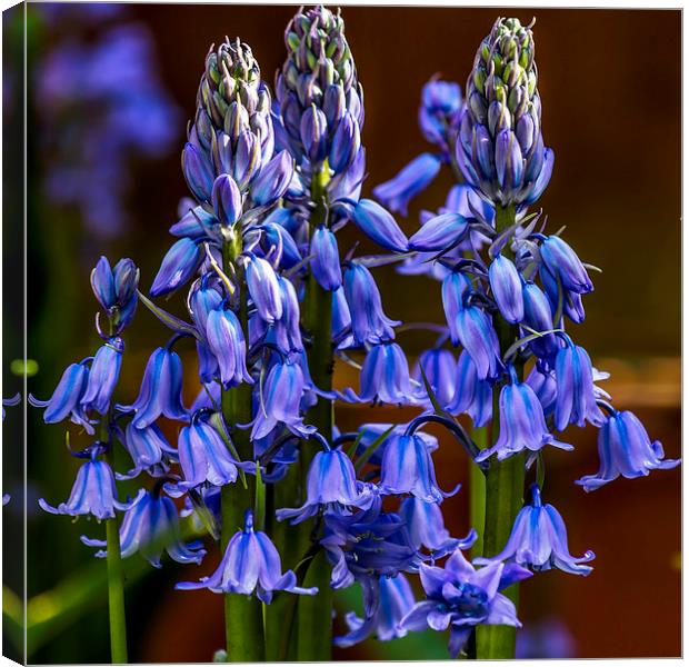 Bluebell variety Canvas Print by colin chalkley