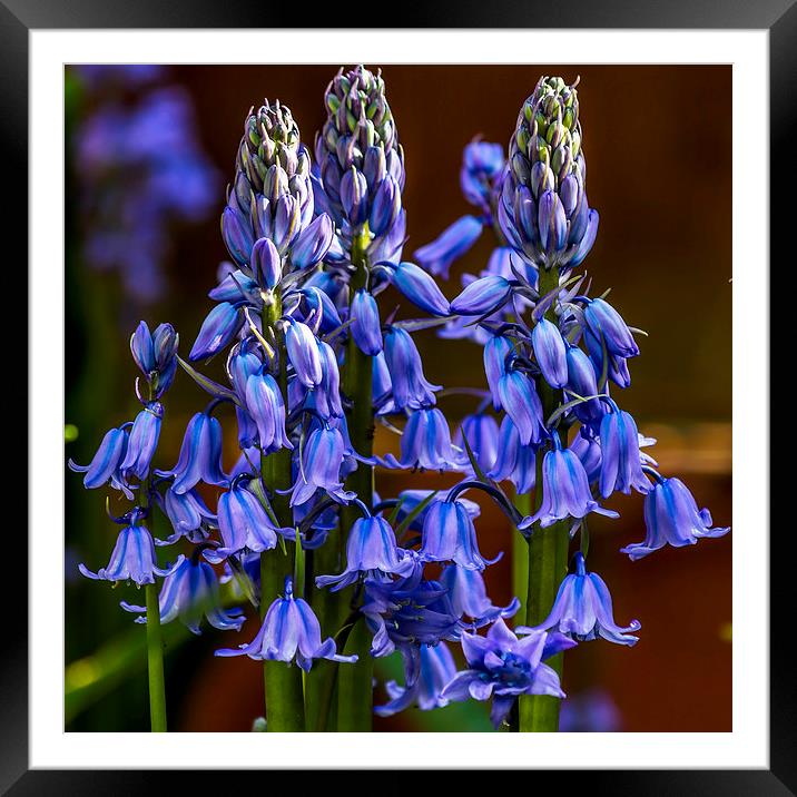 Bluebell variety Framed Mounted Print by colin chalkley