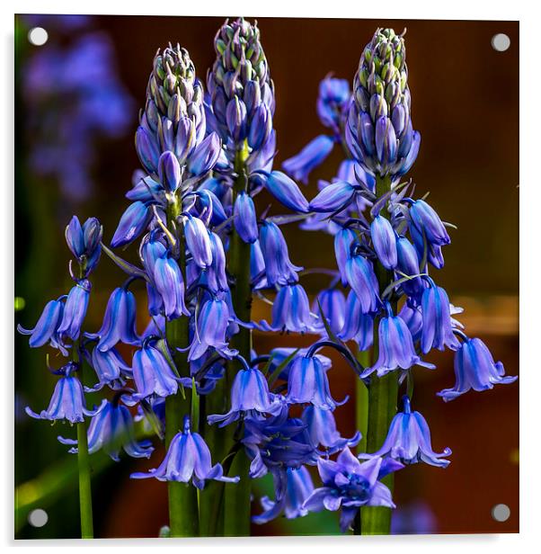 Bluebell variety Acrylic by colin chalkley