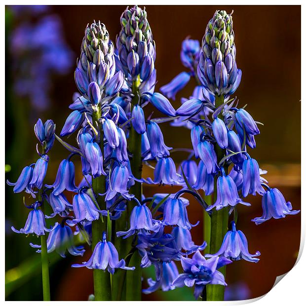 Bluebell variety Print by colin chalkley