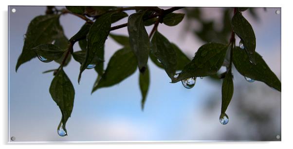 Rain Drops Keep Falling Acrylic by carol hynes