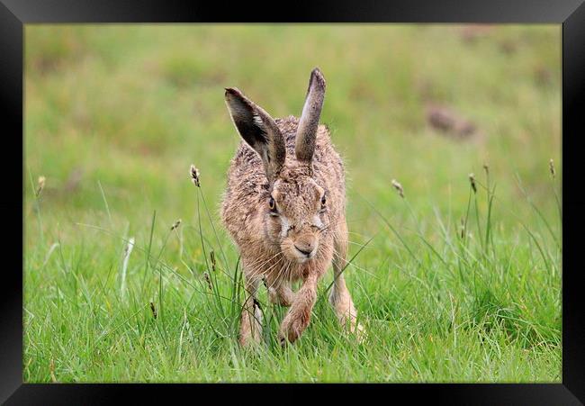 Hare on the marsh Framed Print by Andy Wickenden