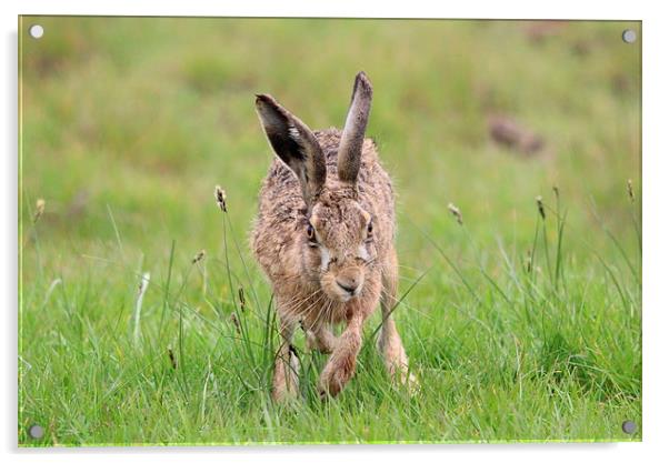 Hare on the marsh Acrylic by Andy Wickenden