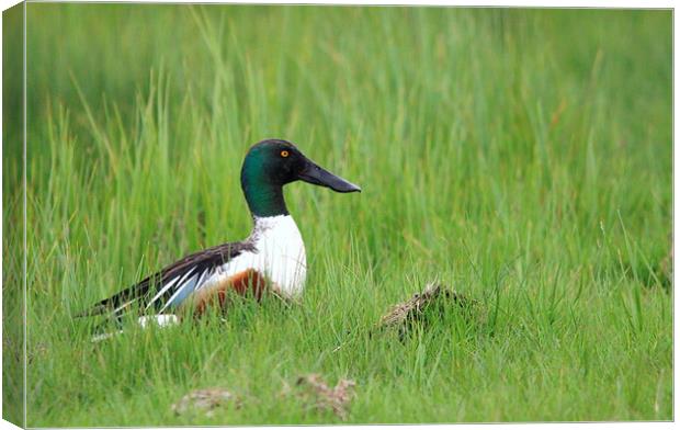 Male Shoveler duck Canvas Print by Andy Wickenden