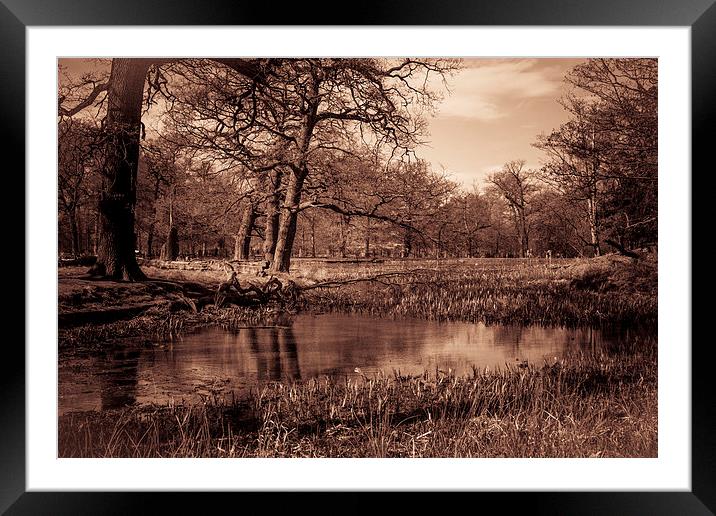 Old Pond Framed Mounted Print by Sean Wareing