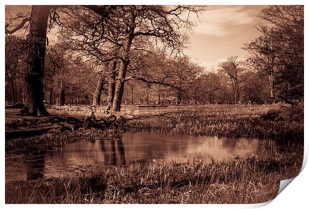 Old Pond Print by Sean Wareing