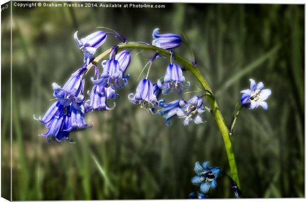 Bluebell Canvas Print by Graham Prentice