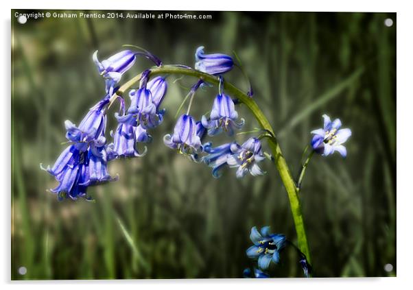 Bluebell Acrylic by Graham Prentice