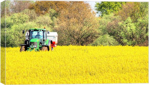 Oil seed Rape Canvas Print by Andy Wickenden
