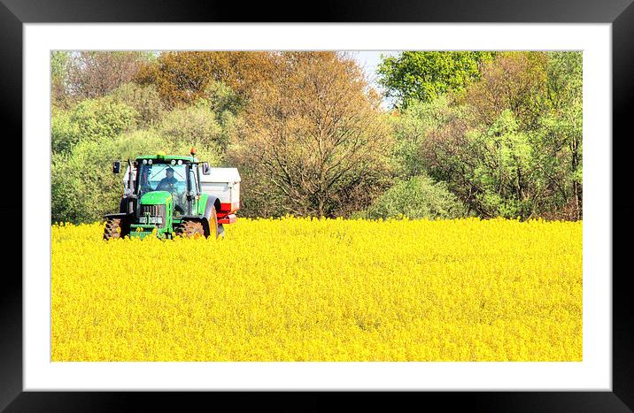 Oil seed Rape Framed Mounted Print by Andy Wickenden