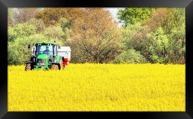 Oil seed Rape Framed Print by Andy Wickenden