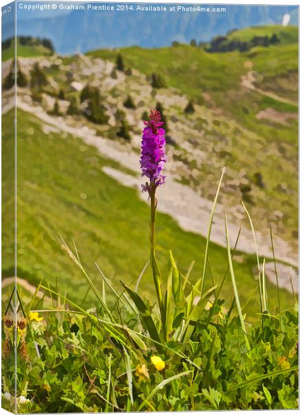 Swiss Orchid Canvas Print by Graham Prentice