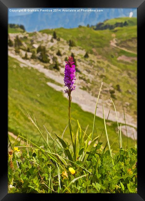 Swiss Orchid Framed Print by Graham Prentice
